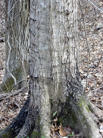 {Acer barbatum}